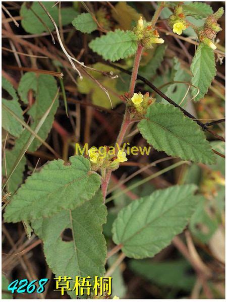 草梧桐|草梧桐屬 Waltheria 